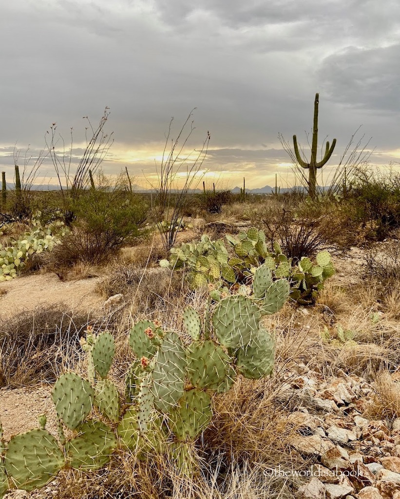 Things to do in Saguaro National Park Arizona - The World Is A Book
