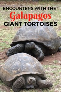 Encounters with the Galapagos Giant Tortoises - The World Is A Book