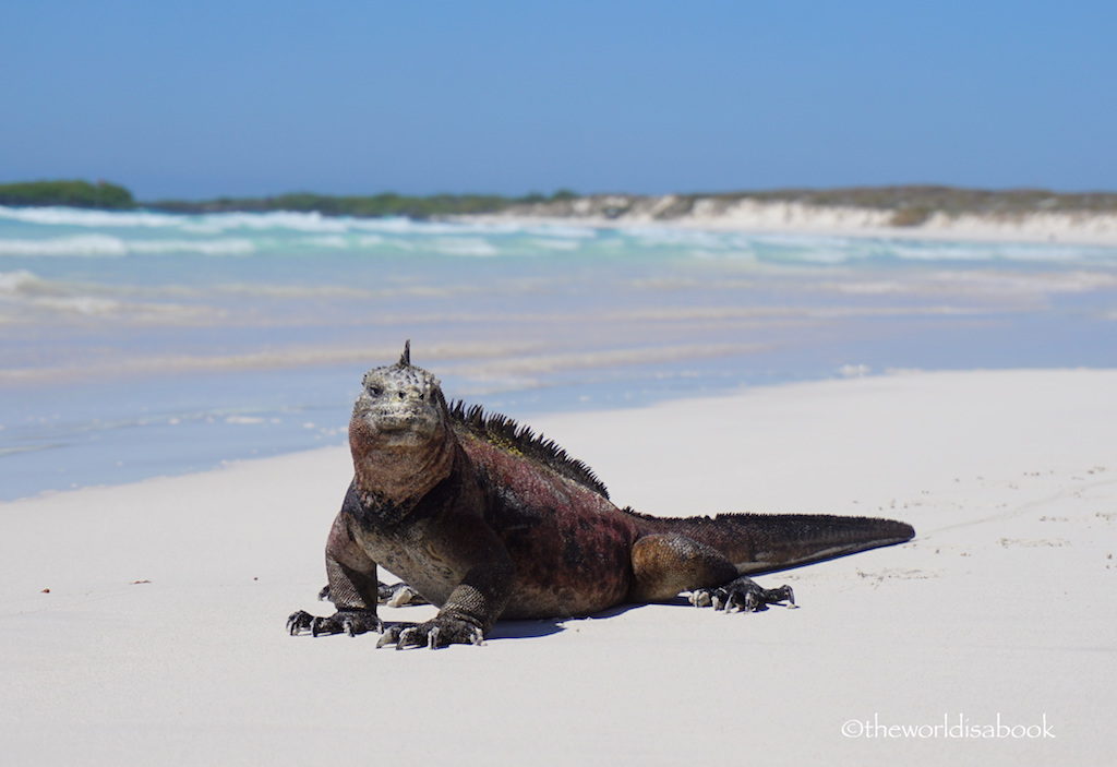 Galapagos marine iguana