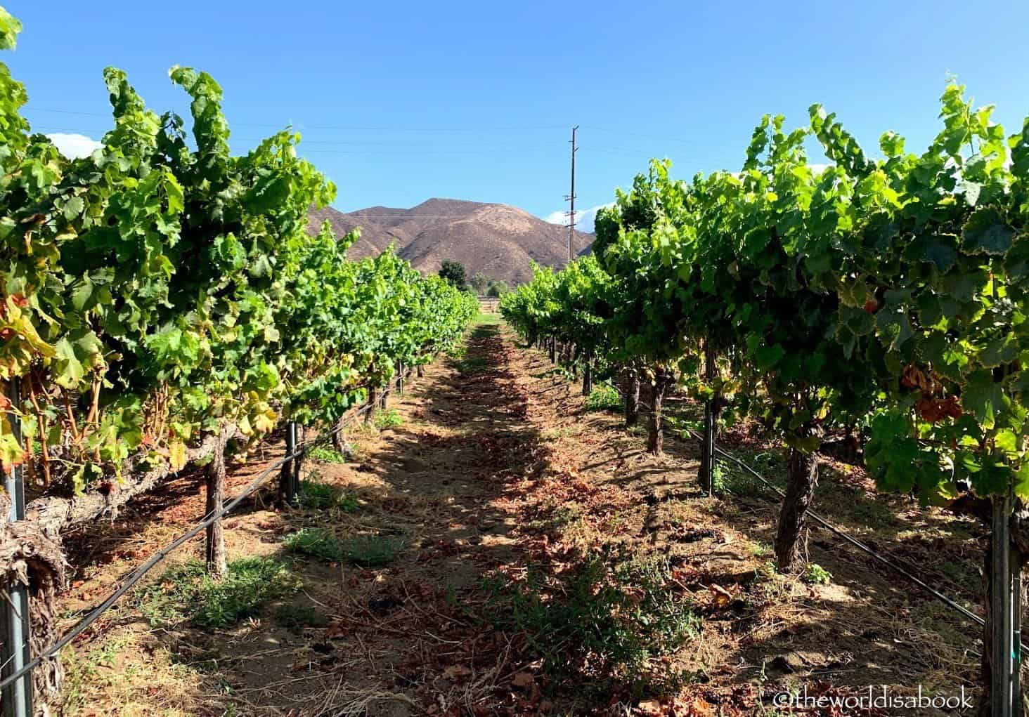 Temecula vineyard