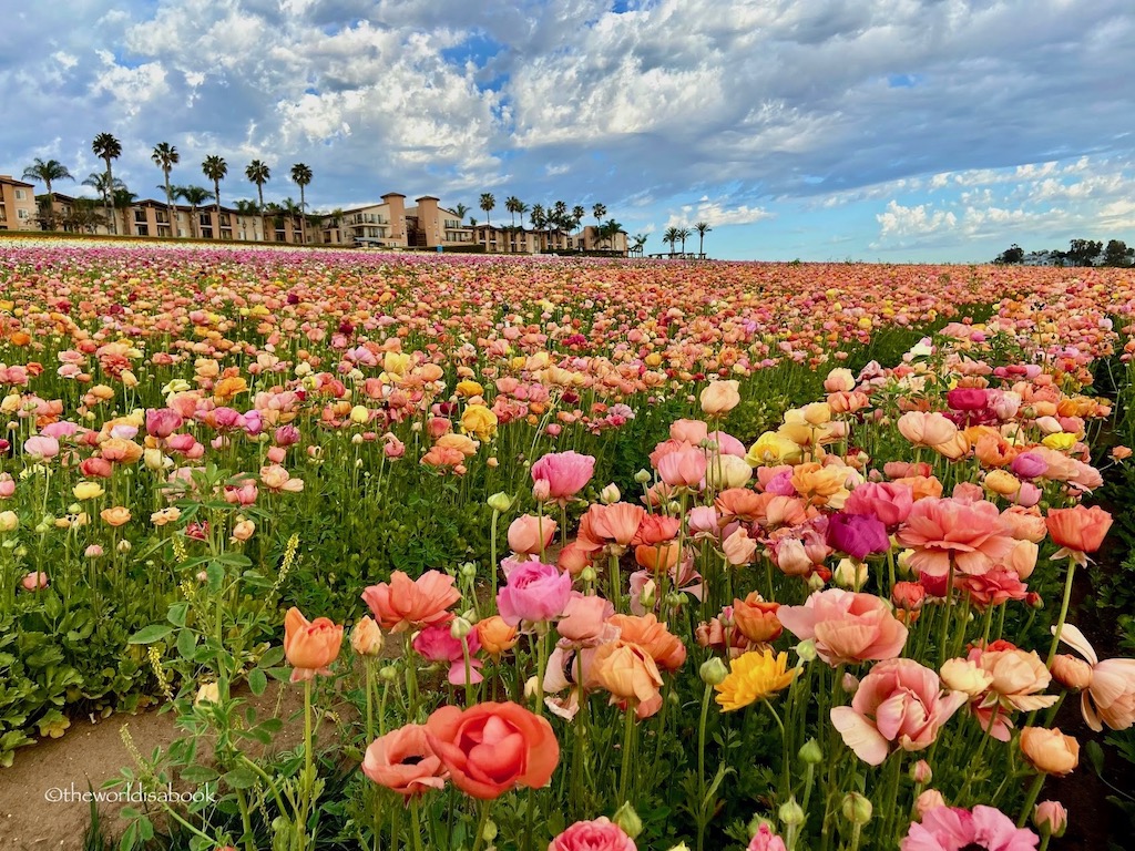 Tips for Visiting the Carlsbad Flower Fields - The World Is A Book