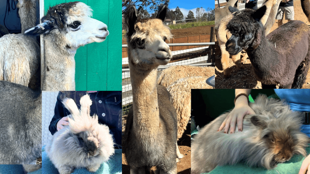 Maui Alpaca and Angora Bunny Farm Visit