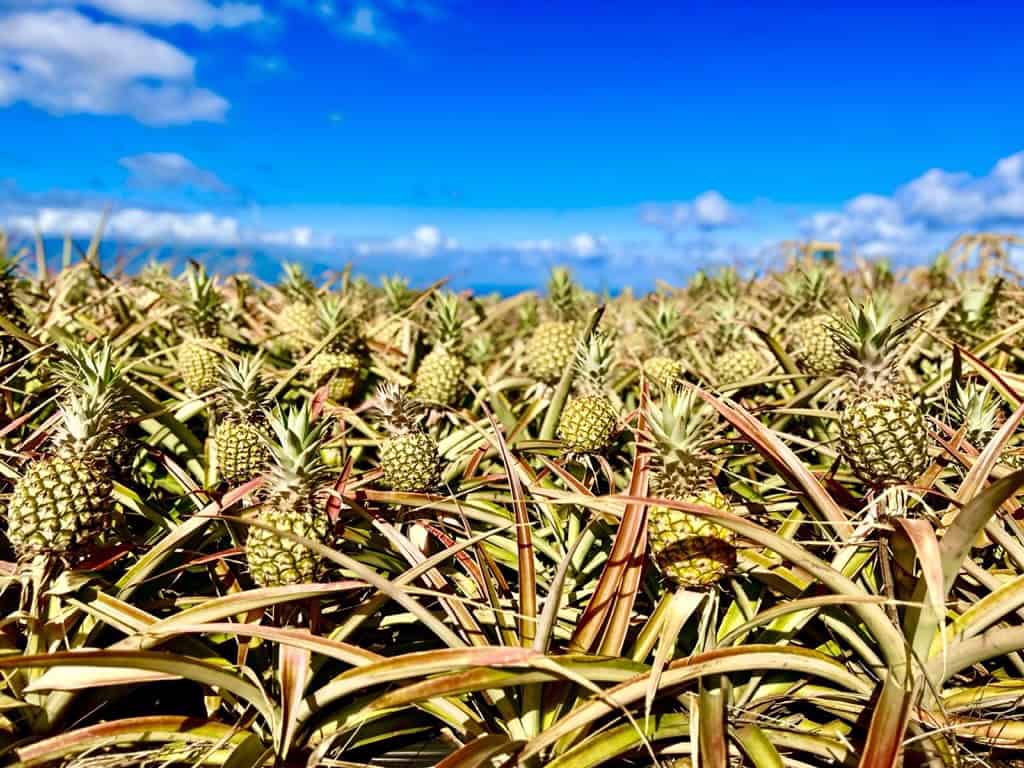 Maui Gold Pineapple Tour