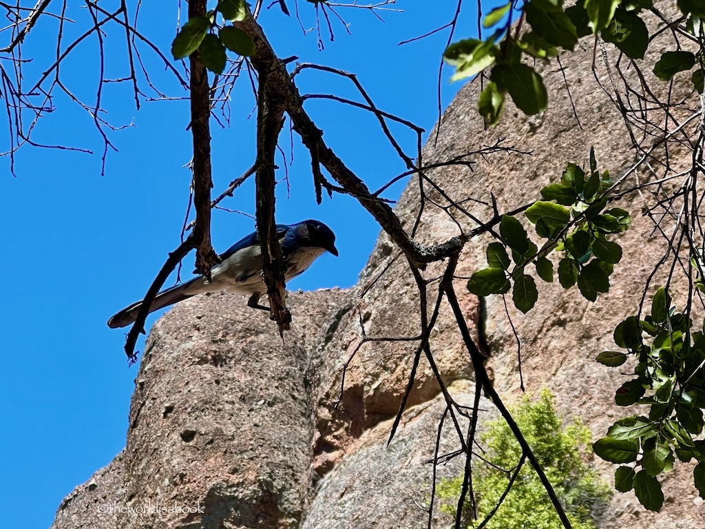 Pinnacles National Park blue bird